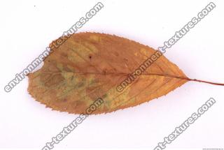 Photo Texture of Leaf 0038